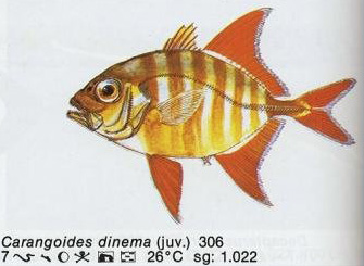 Carangoides dinema